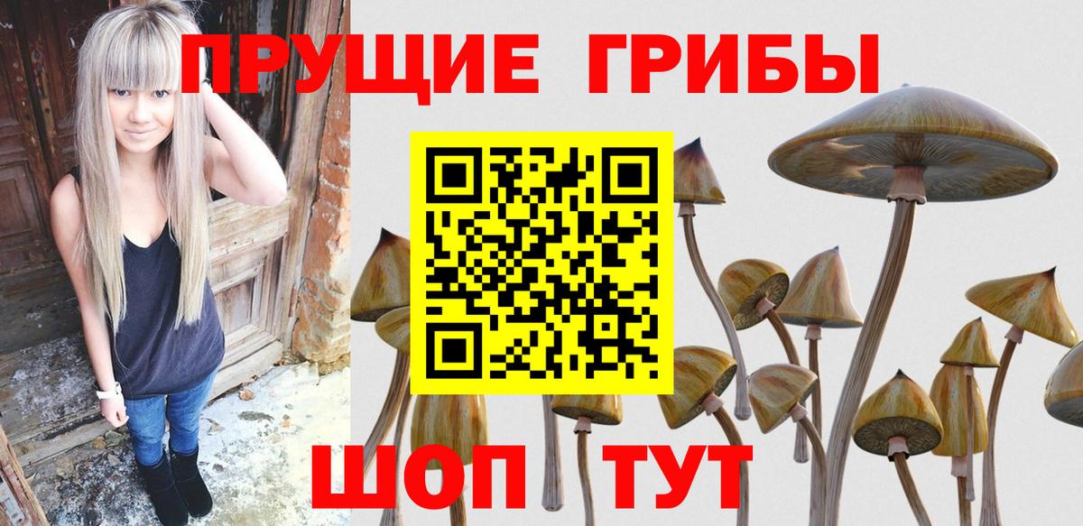 Губкин  Псилоцибиновые грибы GOLDEN TEACHER  Вход с VPN 